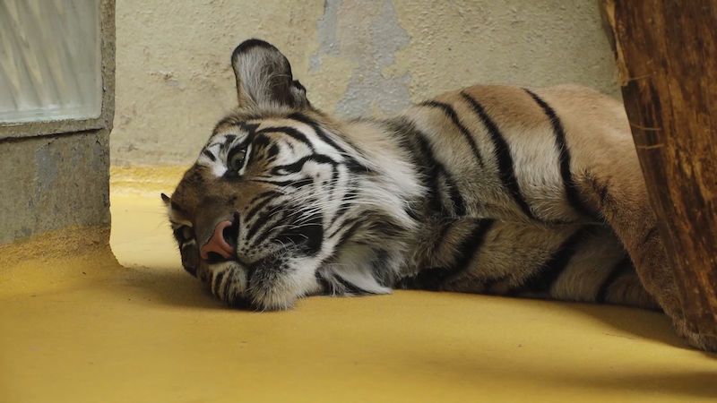 VÝLETY Z KARANTÉNY: Přijďte navštívit zajímavé obyvatele Zoo Jihlava